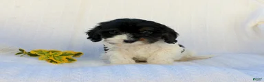 Lila