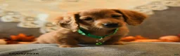 Miniature Dachshund dogs for sale: Spencer - Ad 5