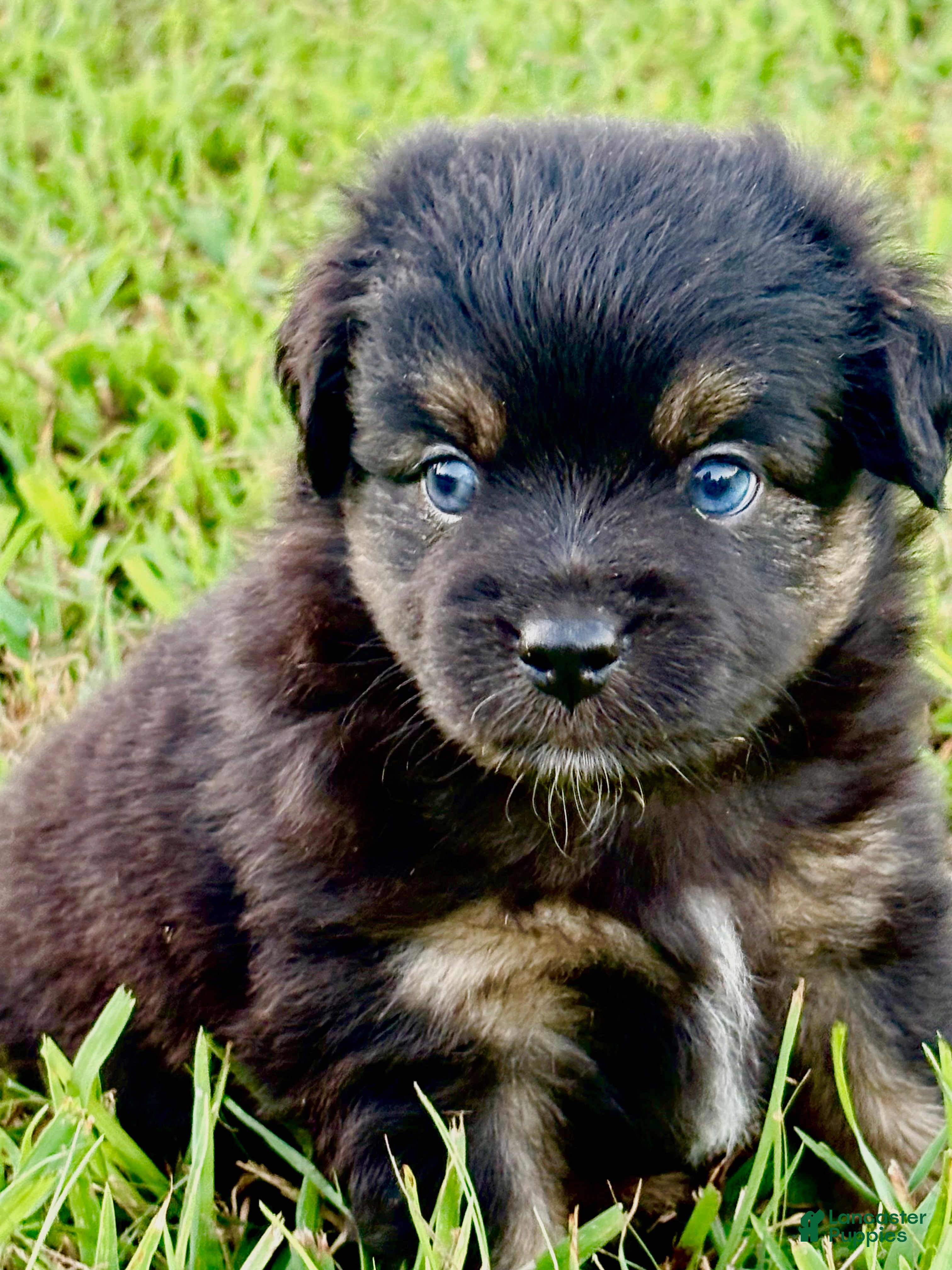 Toy Australian Shepherd dogs for sale: Peter Pan - Ad 2