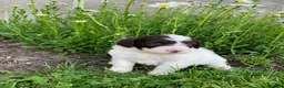 Portuguese Water Dog dogs for sale: Macy - Ad 4