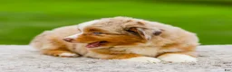 Miniature Australian Shepherd dogs for sale: Garret - Ad 8