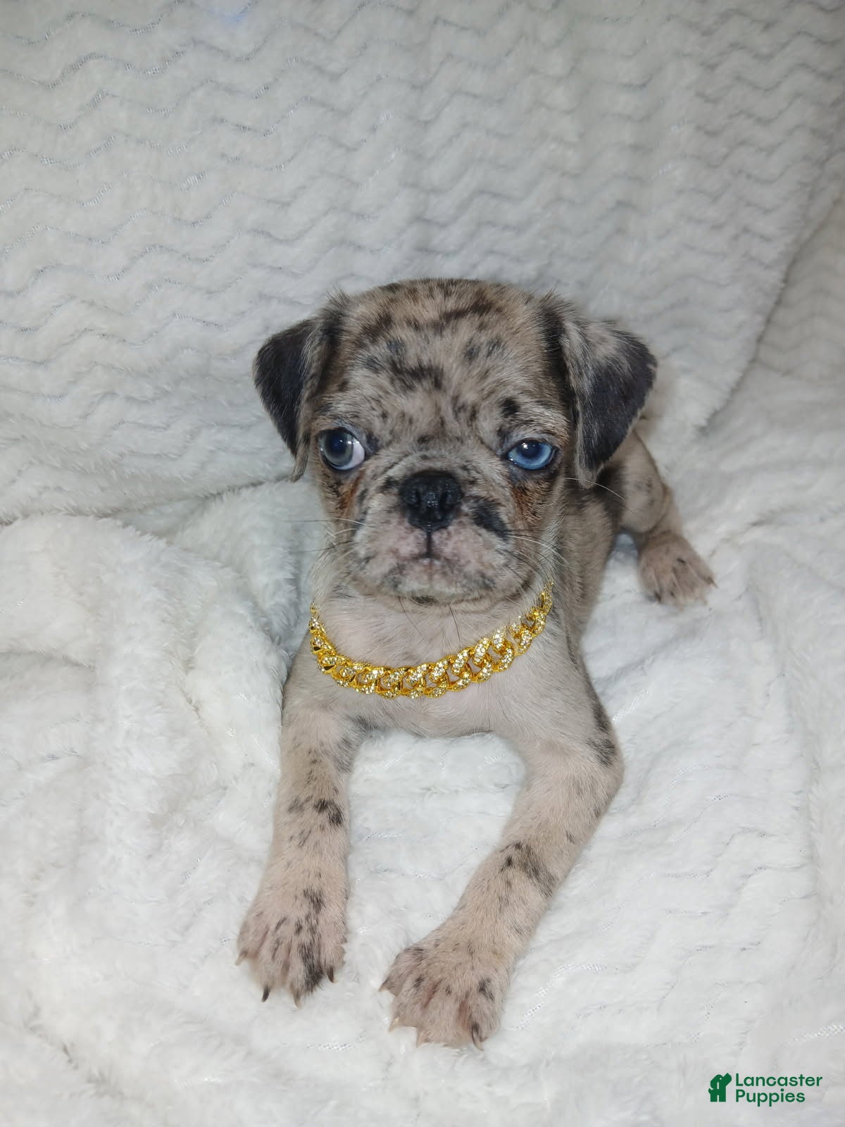 Pug dogs Pug Male 1 - Ad 2