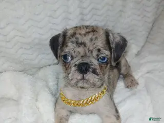 Pug dogs Pug Male 1 - Ad 2