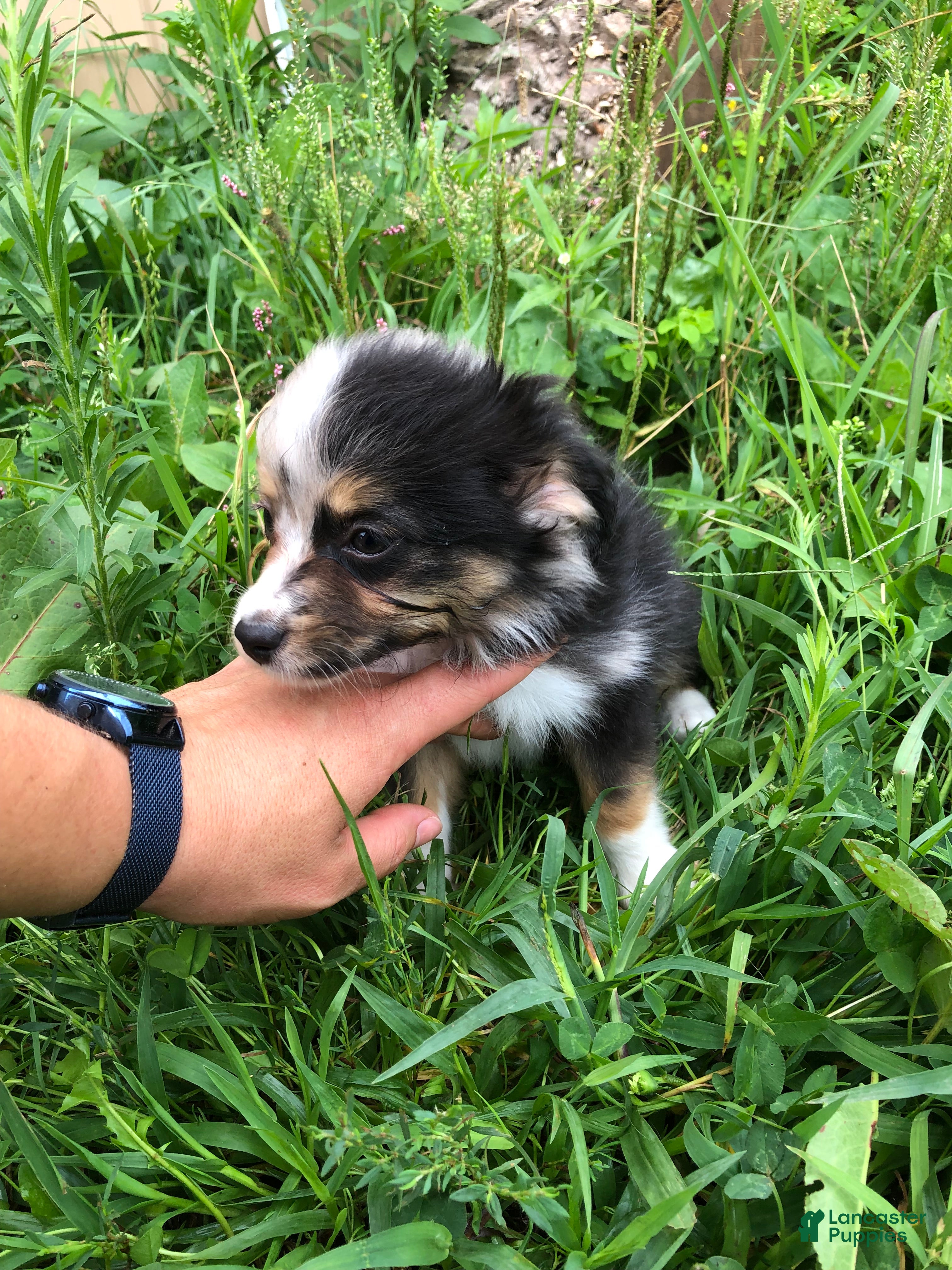 Toy Australian Shepherd dogs Alaska - Ad 2
