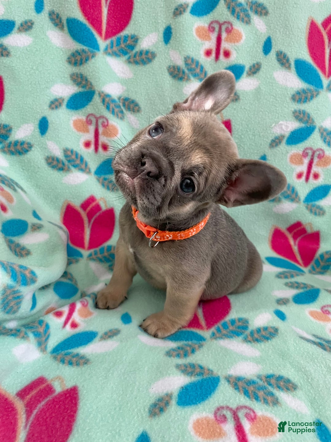 French Bulldog dogs for sale:  Puppy 3 - Ad 1