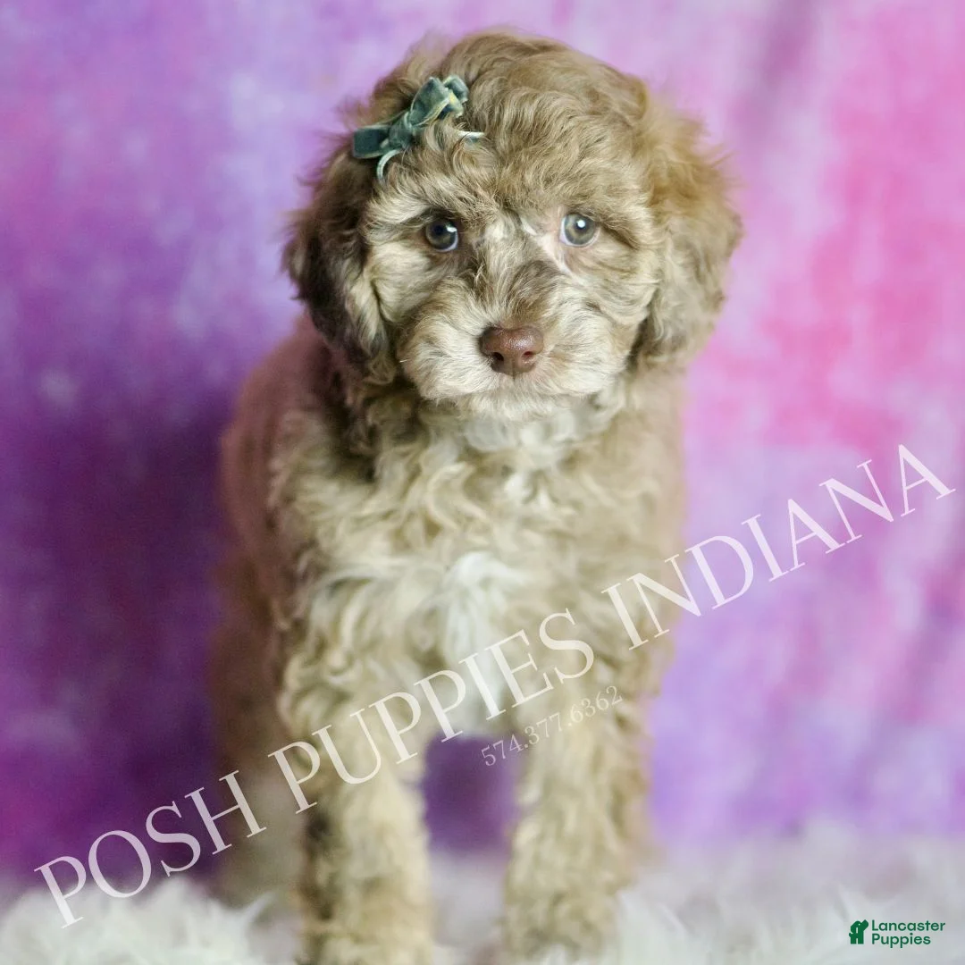 Maltipoo dogs for sale: Fresno - Ad 2