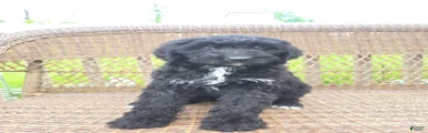 Bernedoodle Puppy 3