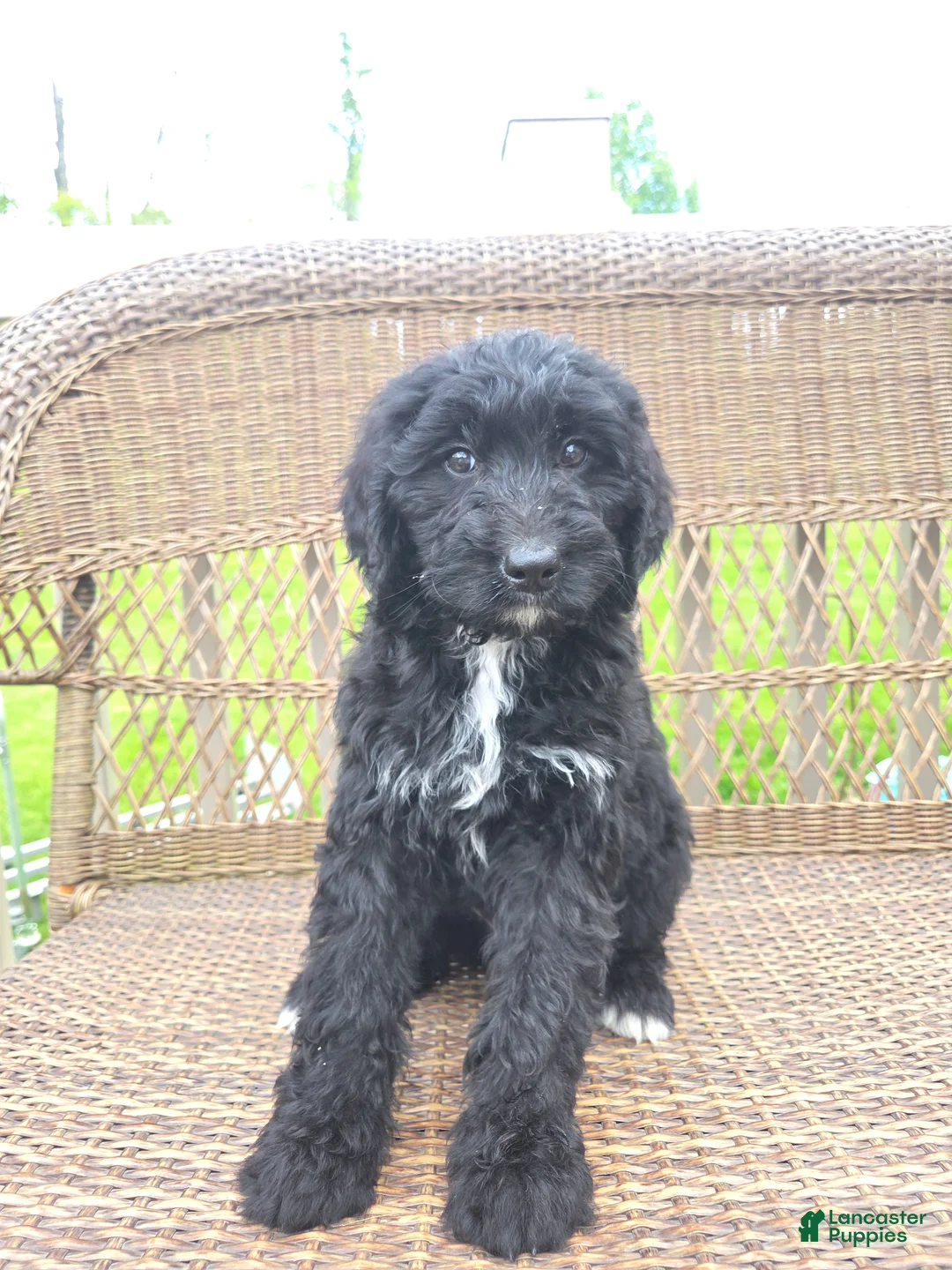 Bernedoodle dogs for sale: Bernedoodle Puppy 3 - Ad 1