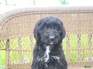 Bernedoodle dogs for sale: Bernedoodle Puppy 3 - Ad 1