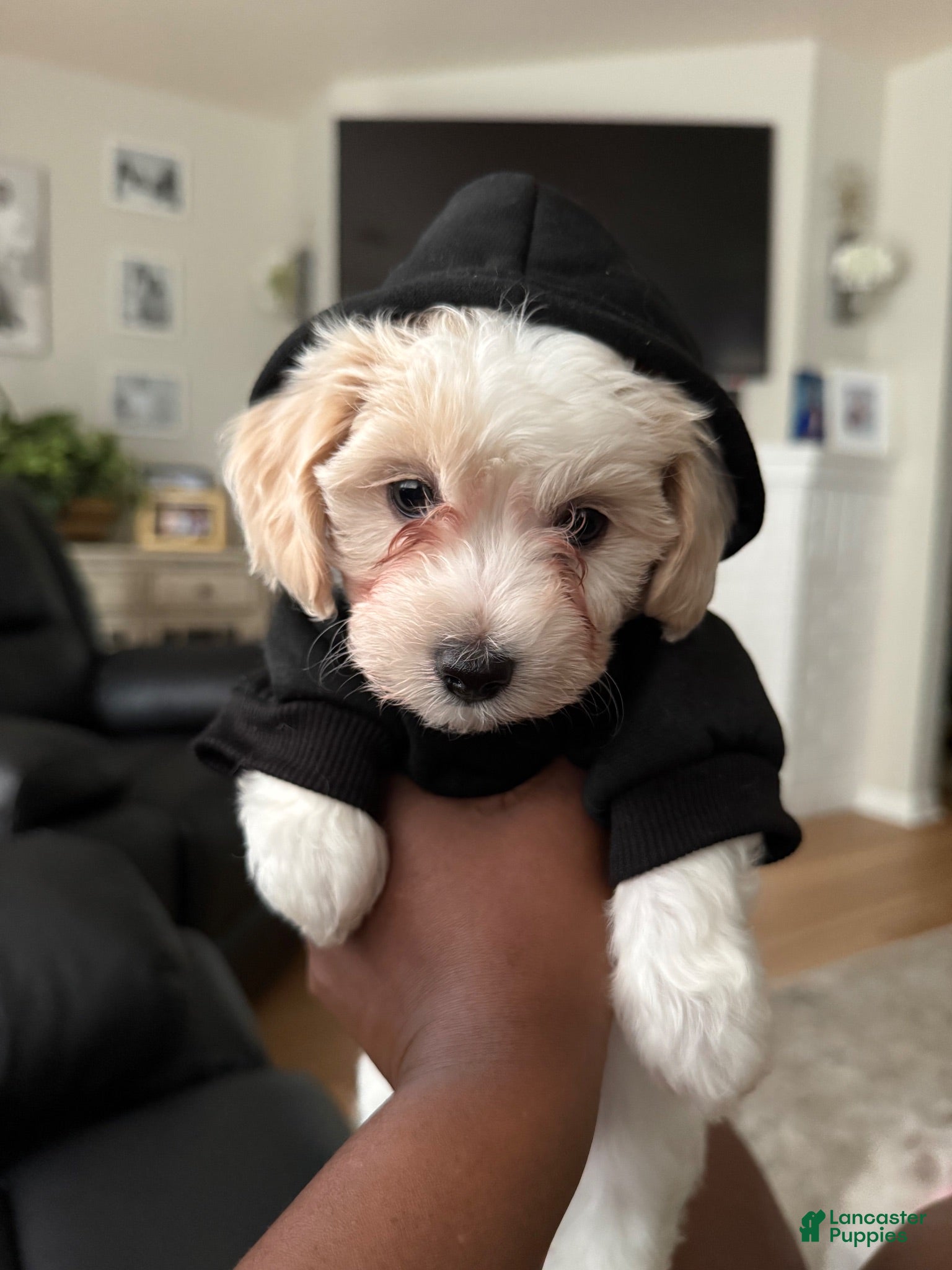Bichpoo dogs Bichpoo 2 - Ad 1