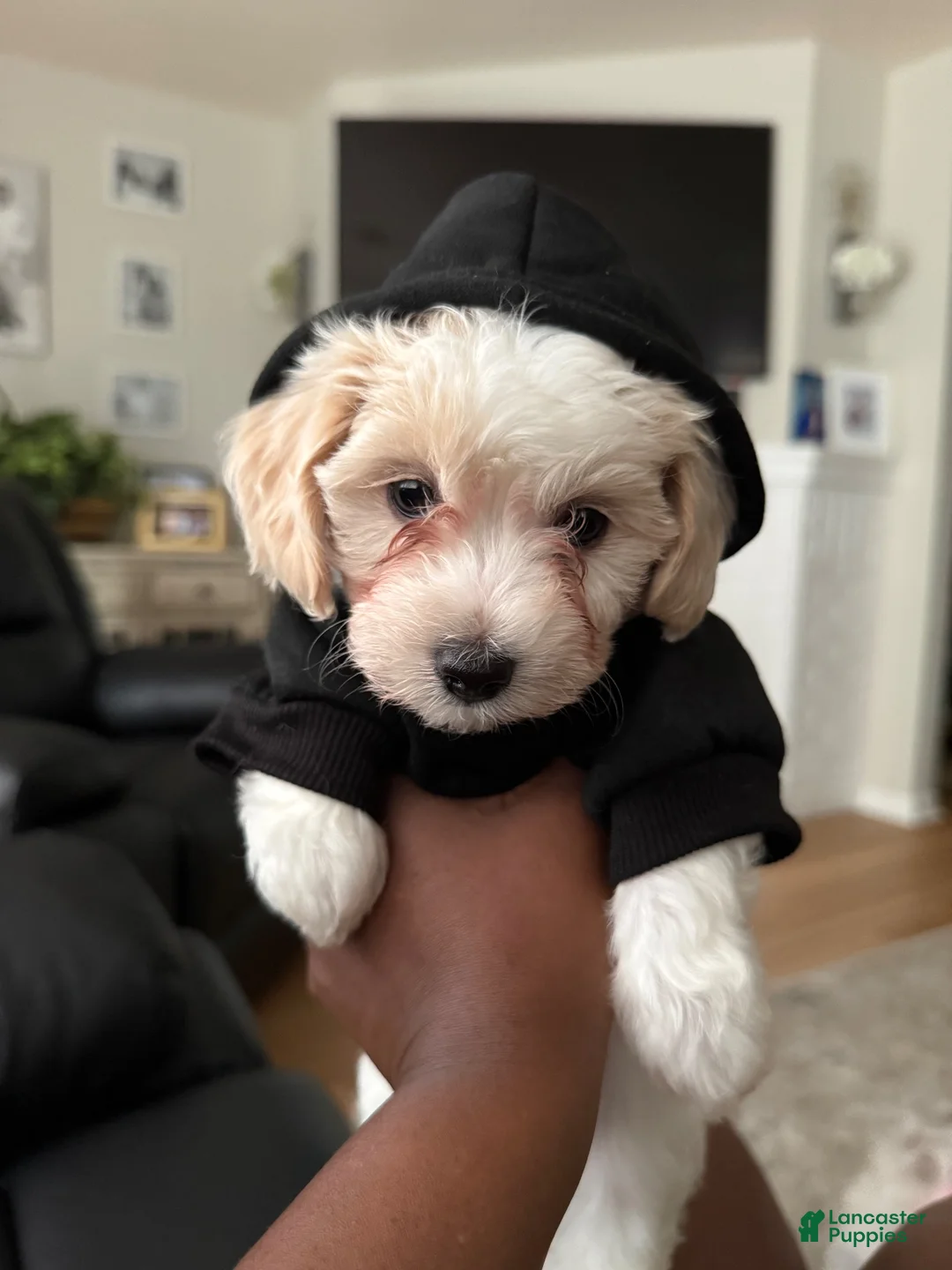 Bichpoo dogs for sale: Bichpoo 2 - Ad 1