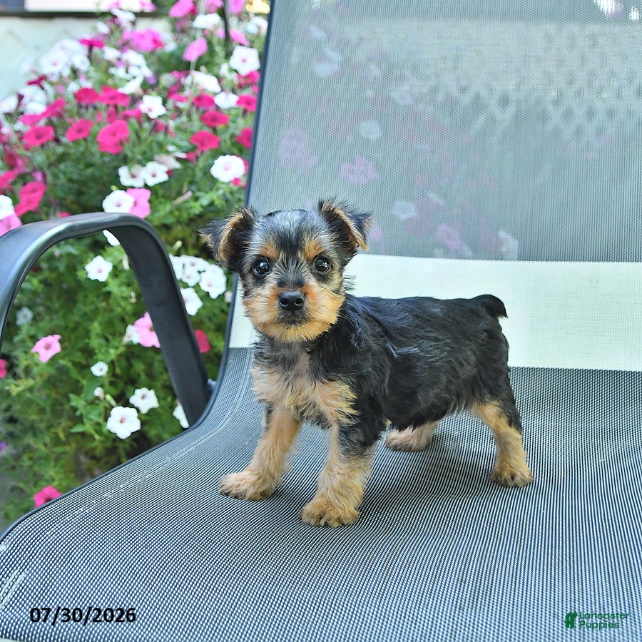 Yorkshire Terrier dogs Jennie - Ad 2