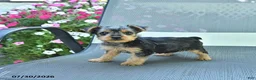 Yorkshire Terrier dogs for sale: Jennie - Ad 2