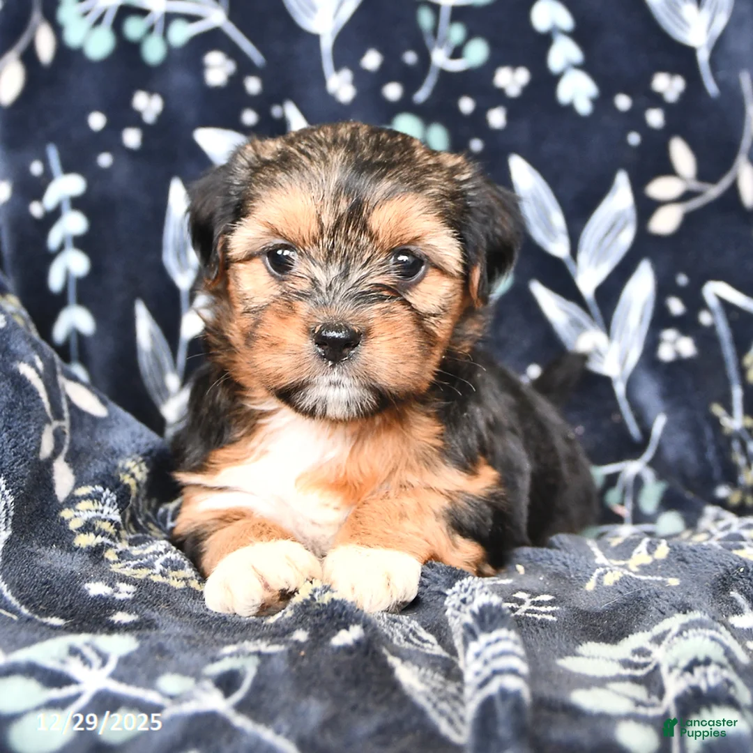 Shorkie dogs for sale: Charlotte - Ad 4