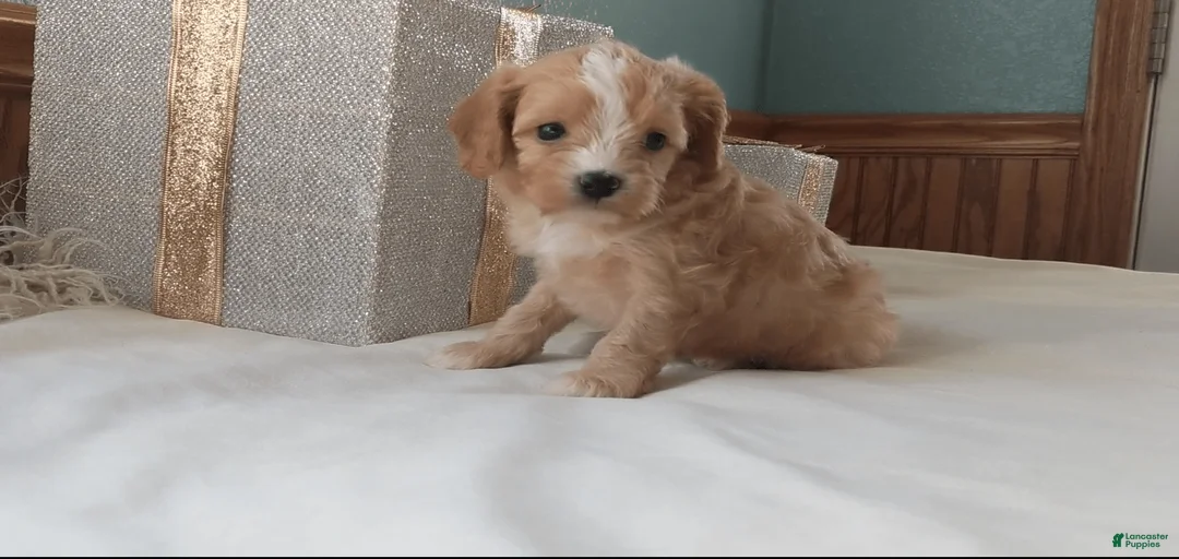 Gallery Image {{count}}