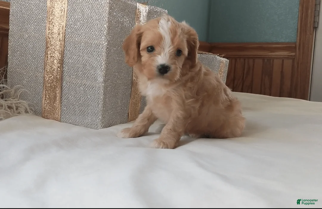 Gallery Image {{count}}