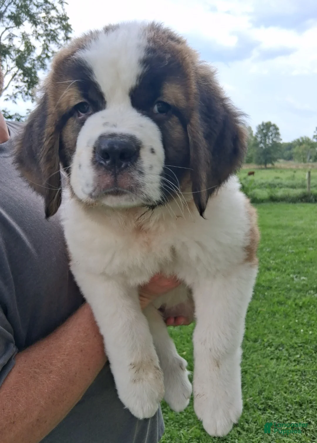 Saint Bernard dogs for sale: Roxanne - Ad 2