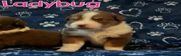 Australian Shepherd dogs for sale: Ladybug - Ad 4