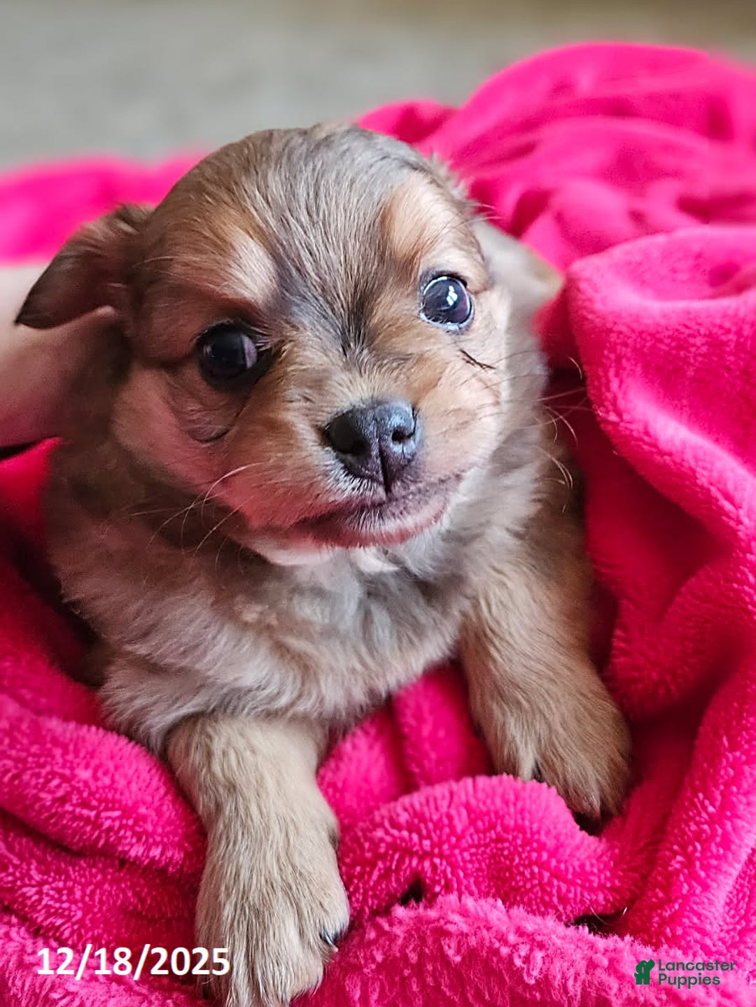 Mixed Breed dogs for sale: Cherry - Ad 1