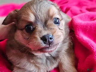 Mixed Breed dogs Cherry - Ad 24