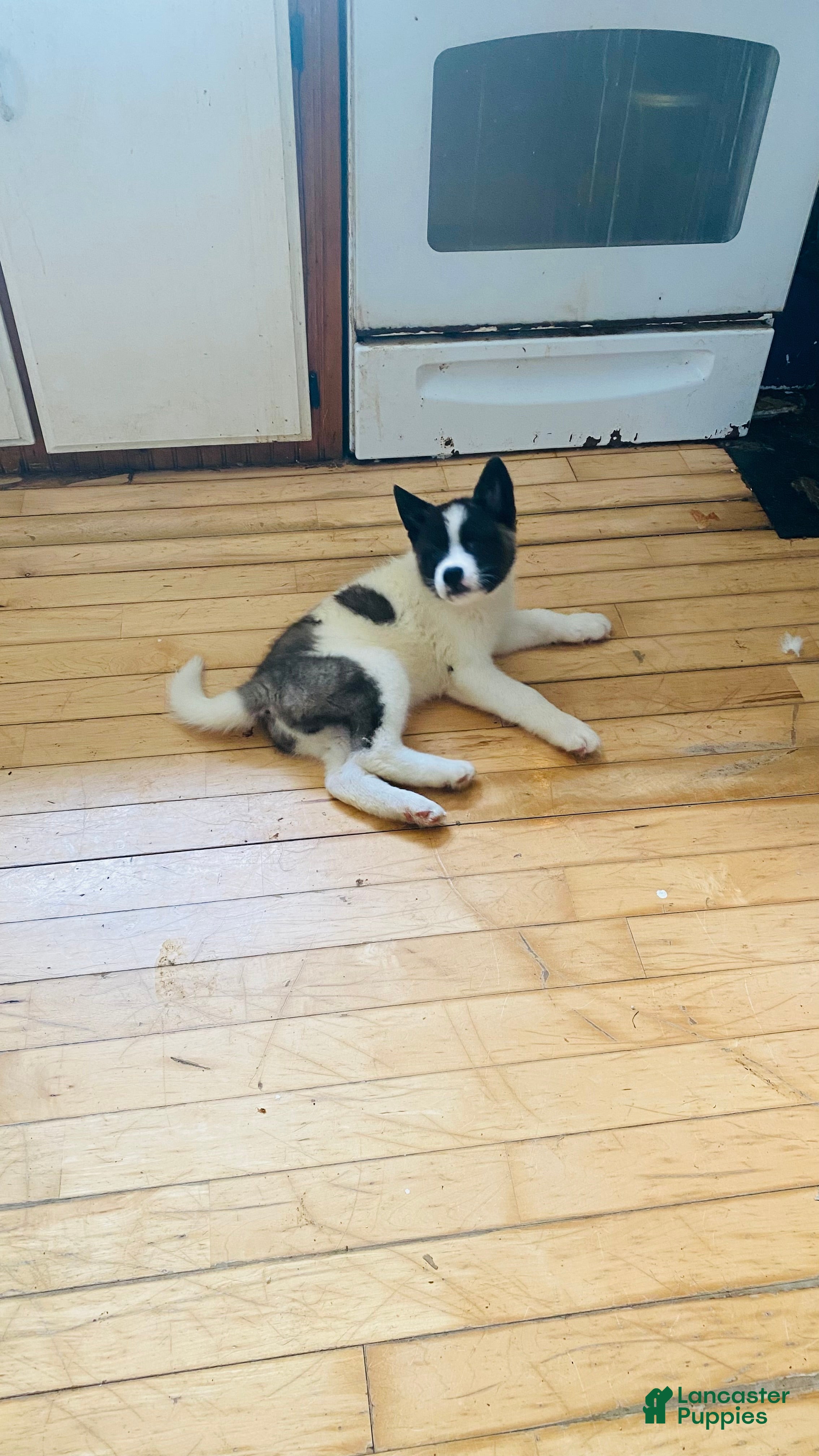 Akita dogs Akita Puppy 1 - Ad 39