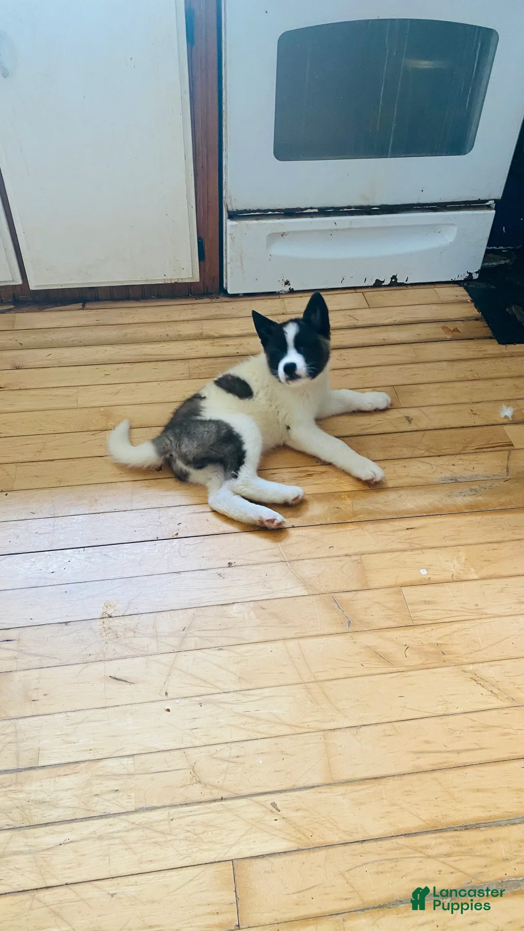 Akita dogs for sale: Akita Puppy 1 - Ad 1