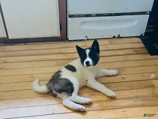 Akita dogs Akita Puppy 1 - Ad 39