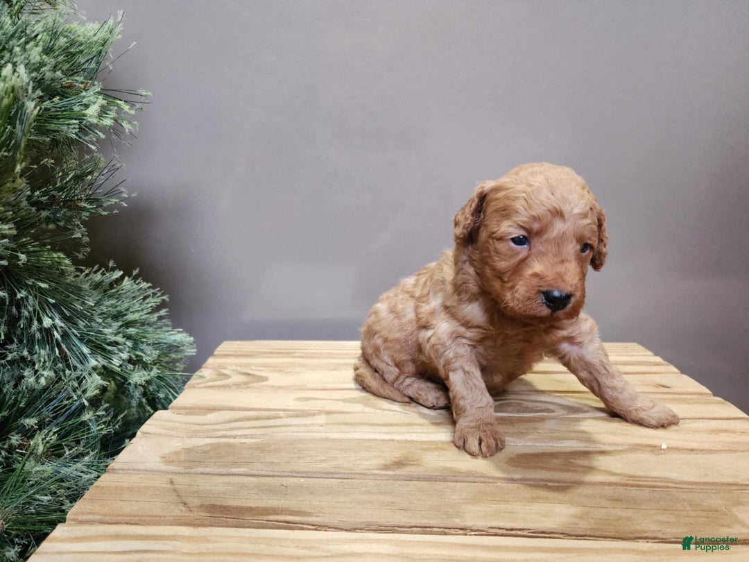 Mini Goldendoodle dogs for sale: Houston - Ad 8
