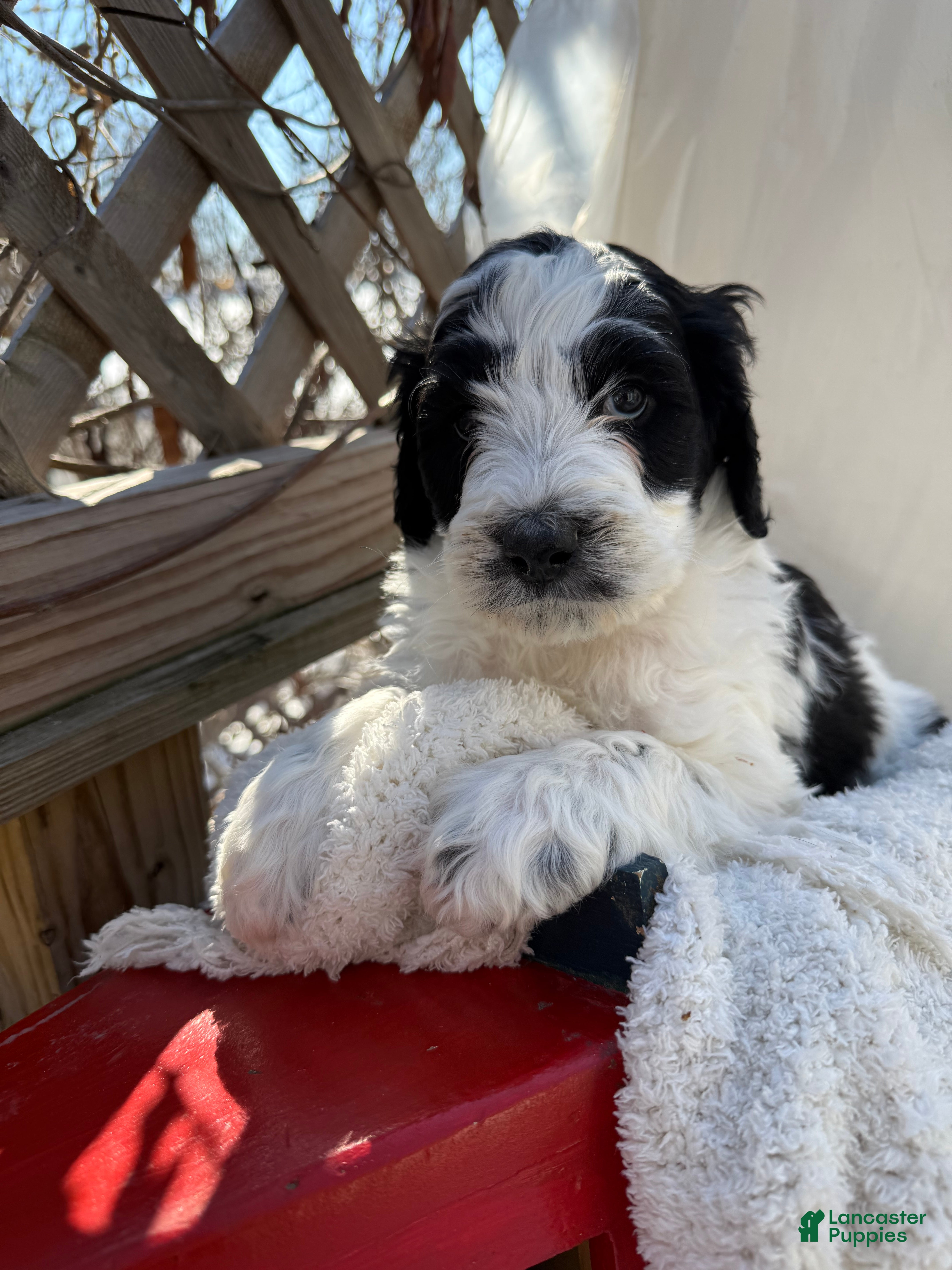 Mixed Breed dogs Buddy - Ad 18