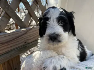 Mixed Breed dogs Buddy - Ad 18