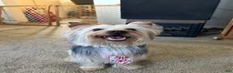 Yorkshire Terrier dogs for stud: Stud dog  - Ad 2
