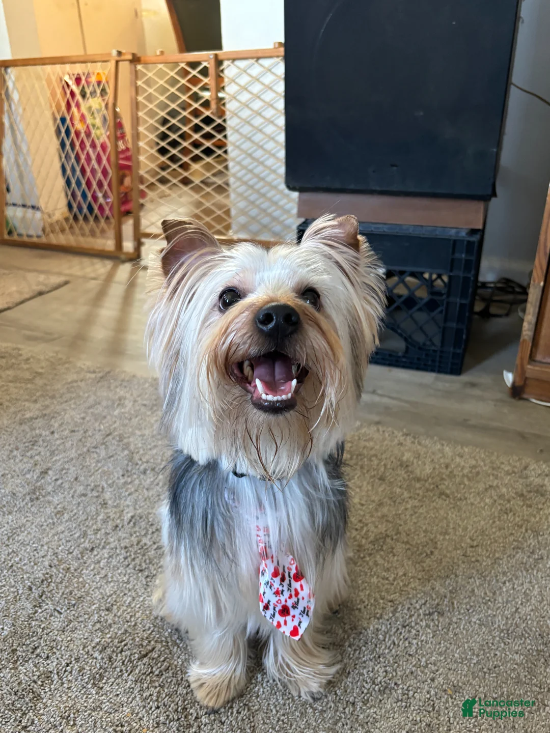 Yorkshire Terrier dogs for stud: Stud dog  - Ad 2