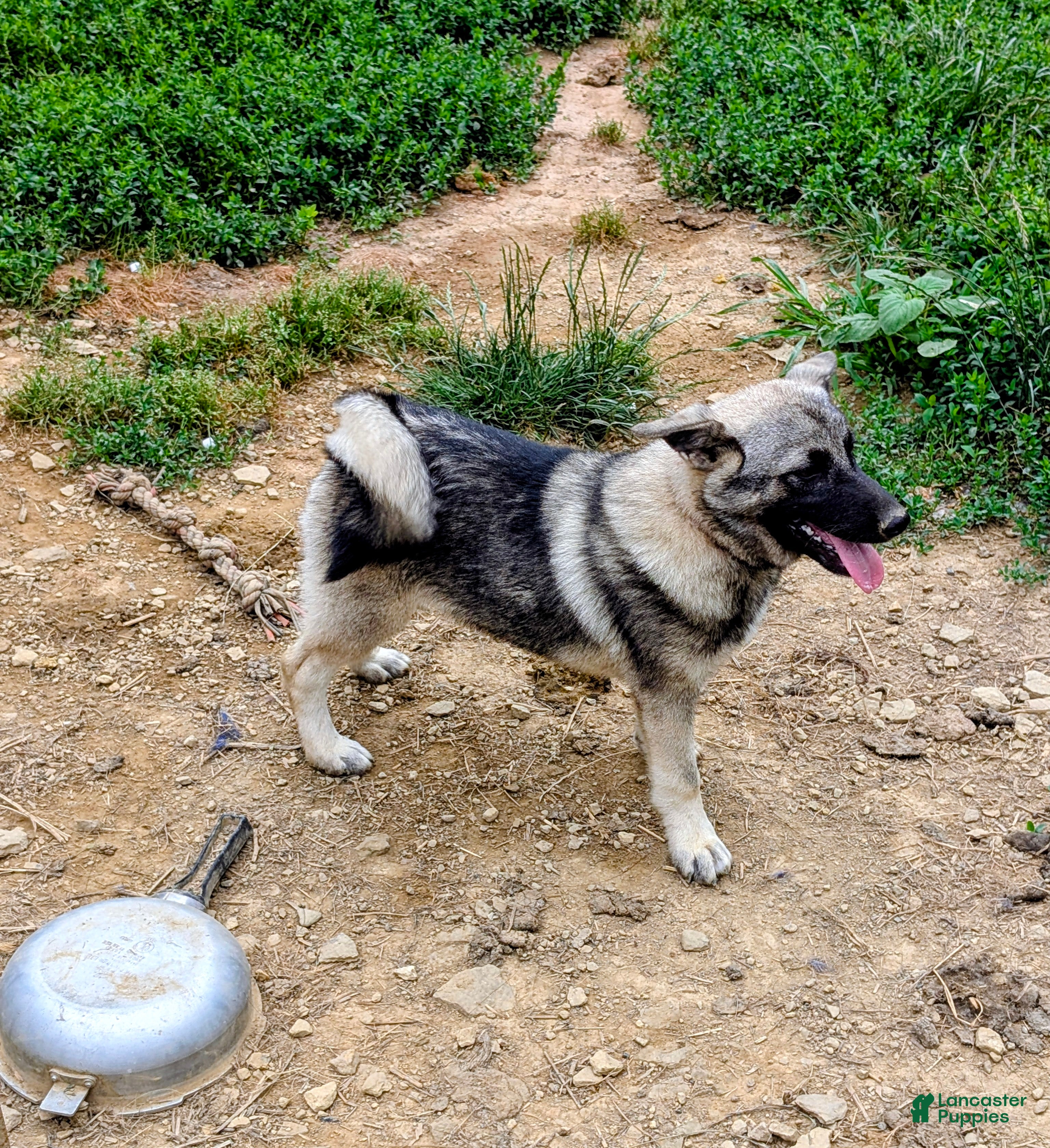 Norwegian Elkhound dogs for sale: RED COLLAR - Ad 4