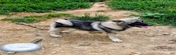 Norwegian Elkhound dogs for sale: RED COLLAR - Ad 1