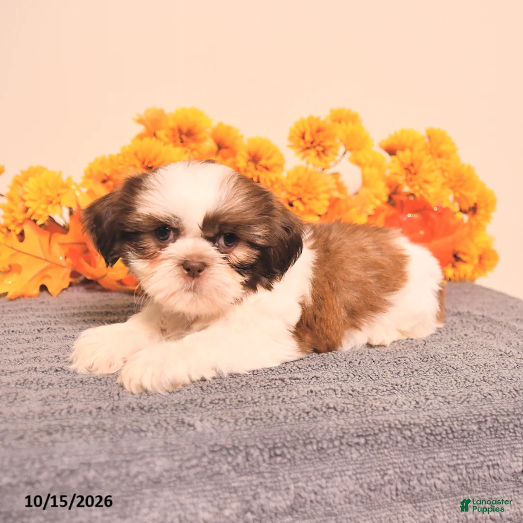 Shih Tzu dogs for sale: Linette - Ad 5