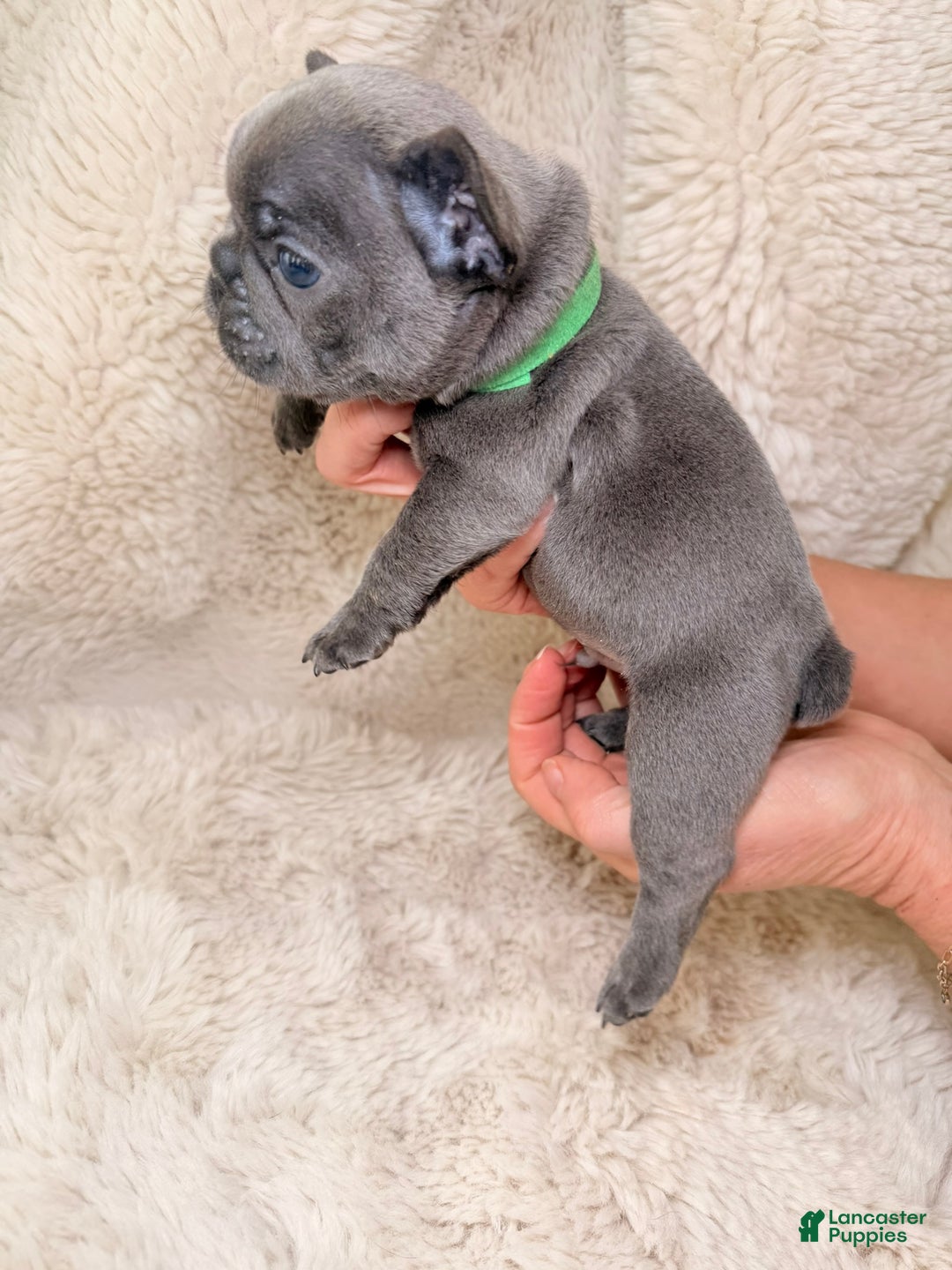 French Bulldog dogs for sale: Prince Charming - Ad 3