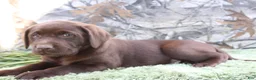 Labrador Retriever dogs for sale: Tucker - Ad 4