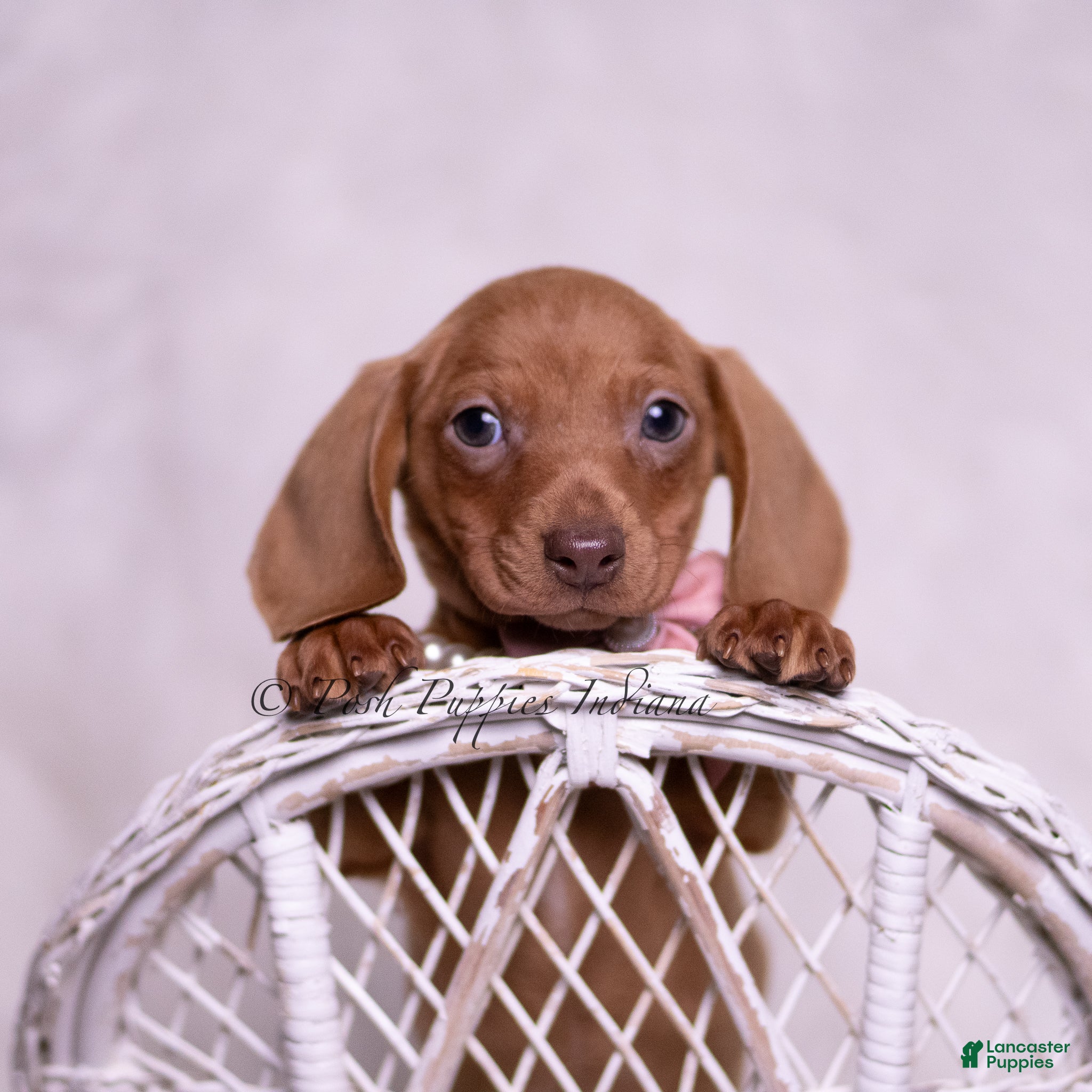 Miniature Dachshund dogs Magnolia - Ad 1