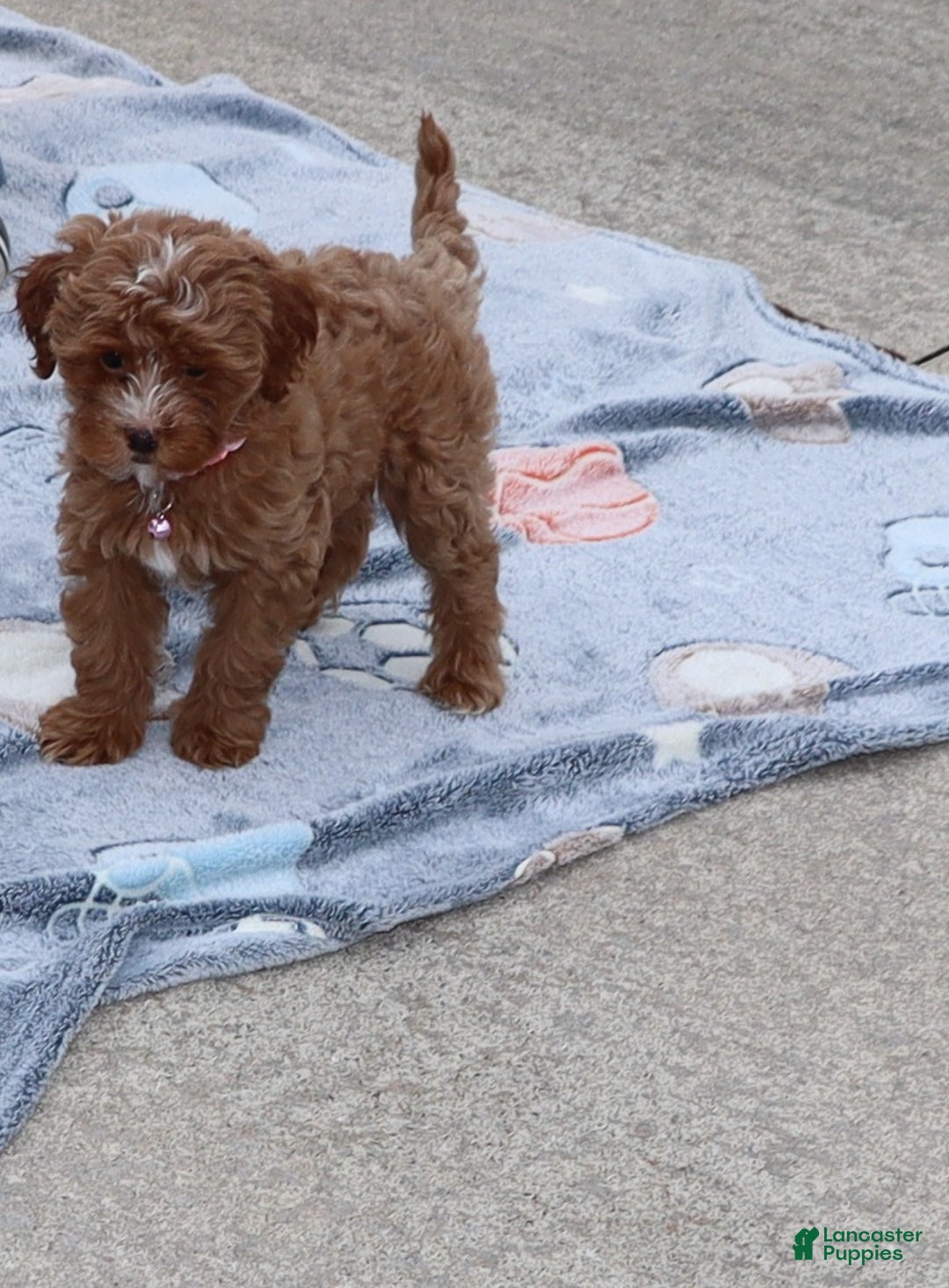 Havapoo dogs for sale: Ember 🌷👨‍👨‍👧‍👦💞🐕 - Ad 4