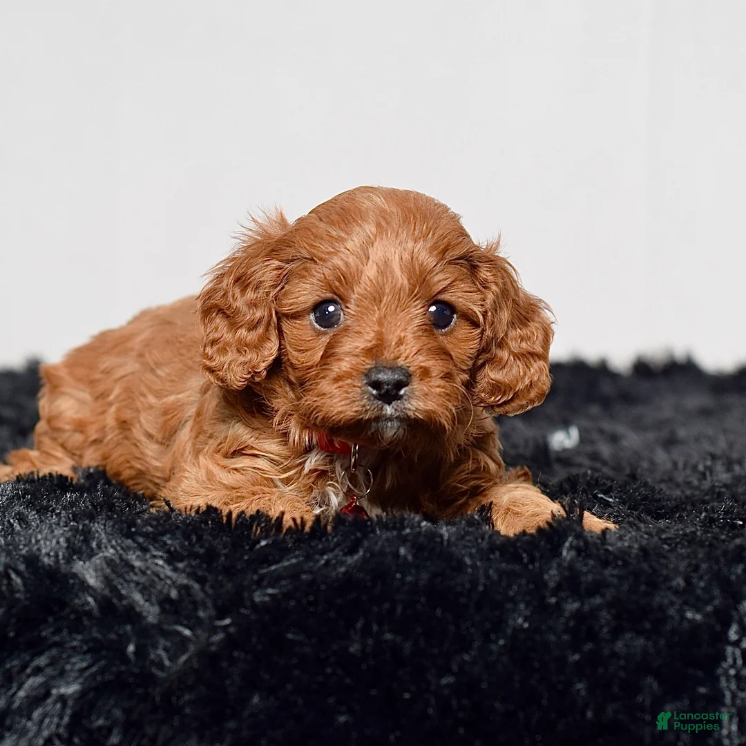 Cavapoo dogs for sale: Mr. Nash - Ad 2