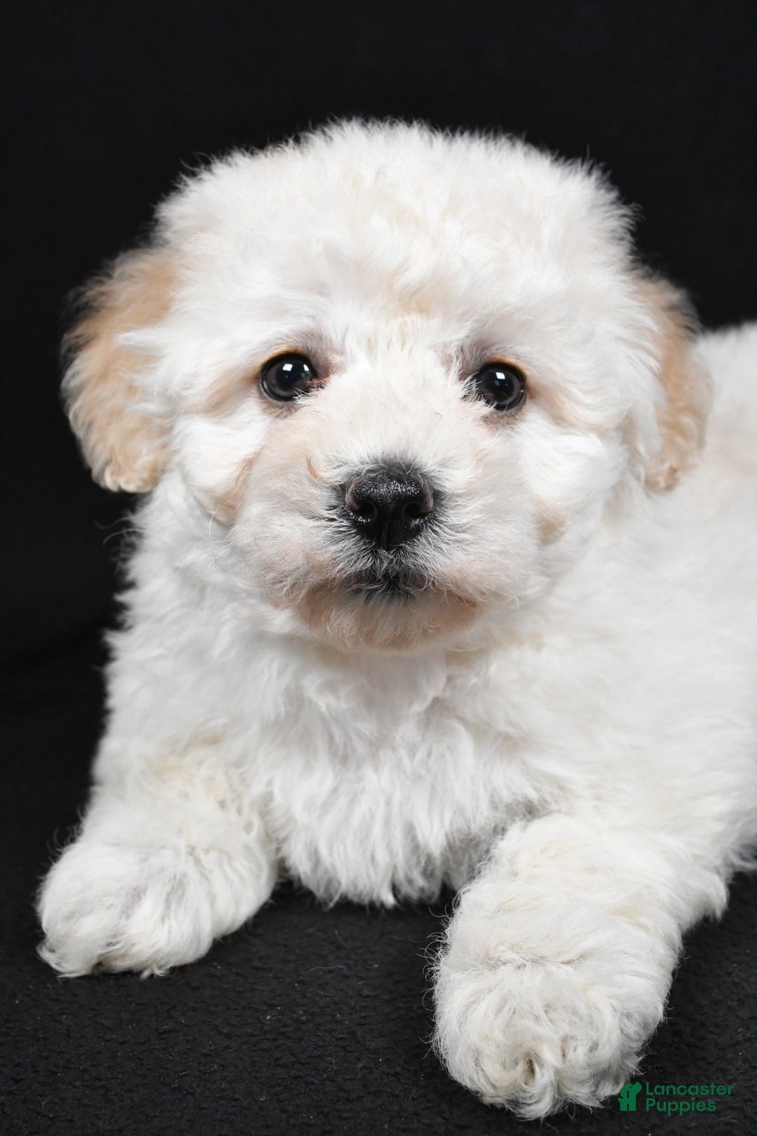 Bichpoo dogs for sale: wendy - Ad 6