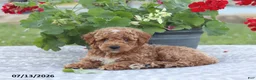Miniature Poodle dogs for sale: Nathan - Ad 8