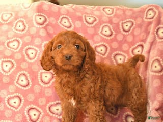 Cockapoo dogs Dolly - Ad 11