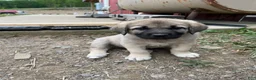 Mixed Breed dogs for sale: Green Puppy - Ad 6
