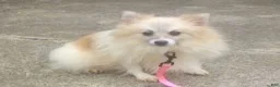 Pomeranian dogs for sale: Honey - Ad 10
