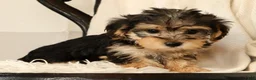 Yochon dogs for sale: Kathy - Ad 9