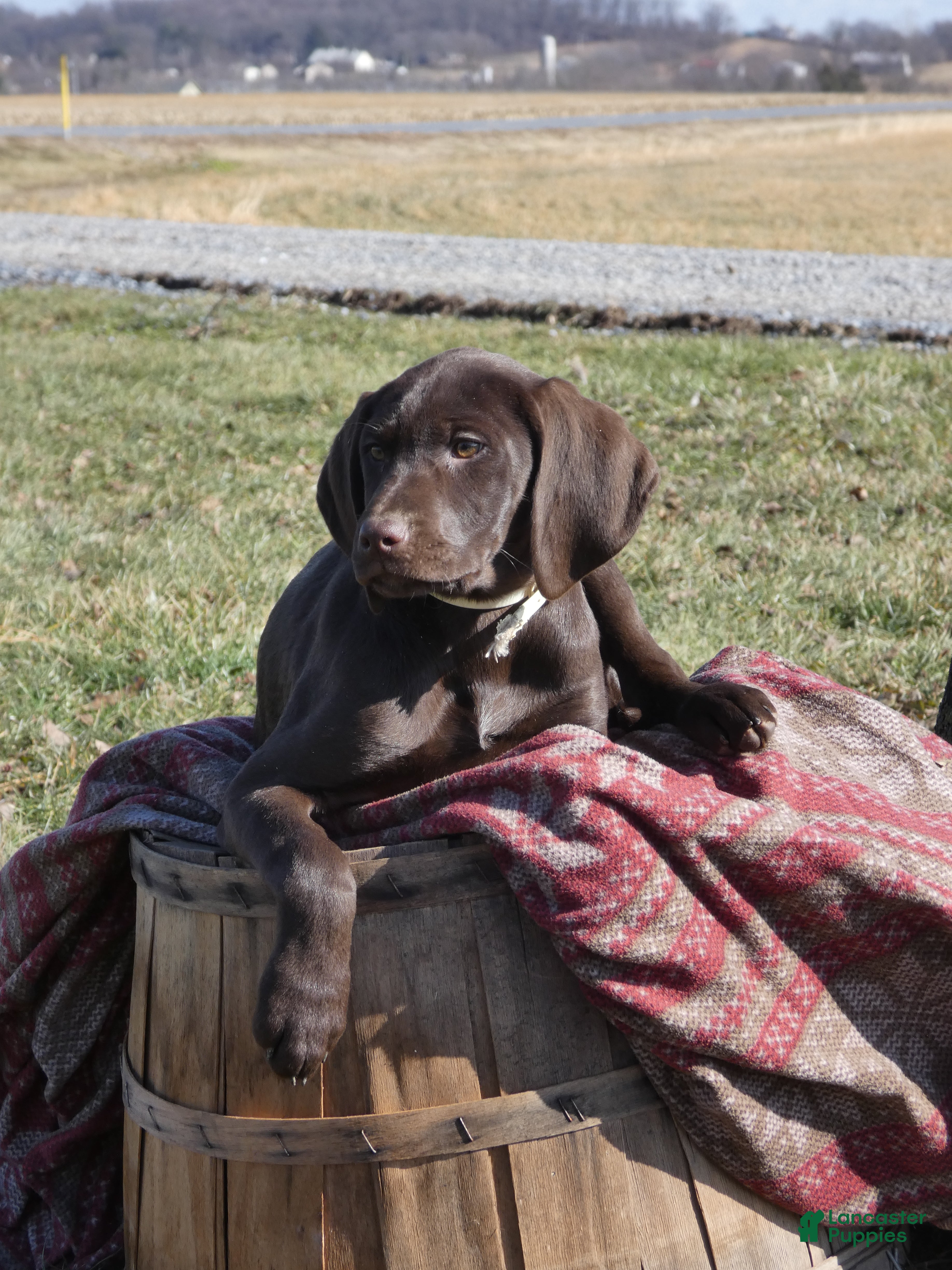 Mixed Breed dogs Lindor - Ad 21