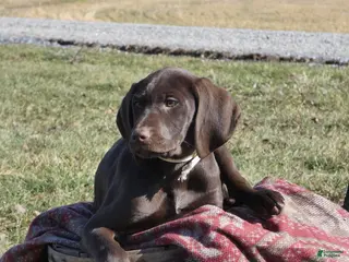 Mixed Breed dogs Lindor - Ad 21