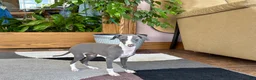 Italian Greyhound dogs for sale: Italian Greyhound 3 blue girl  - Ad 8
