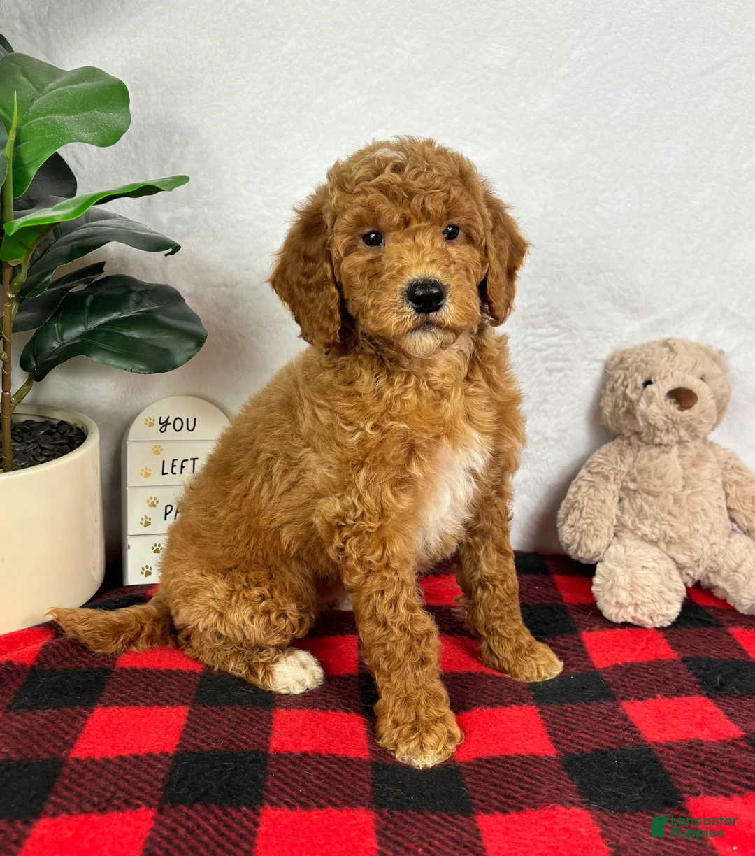 Mini Goldendoodle dogs for sale: Ginger - Ad 2